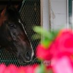 As Sovereignty skips Preakness, does racing see Triple Crown must change?