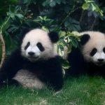 Hong Kong’s baby pandas finally get names. Meet Jia Jia and De De
