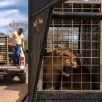 Even hippos, elephants and monkeys are fleeing bloody gang violence in Mexico’s Sinaloa province