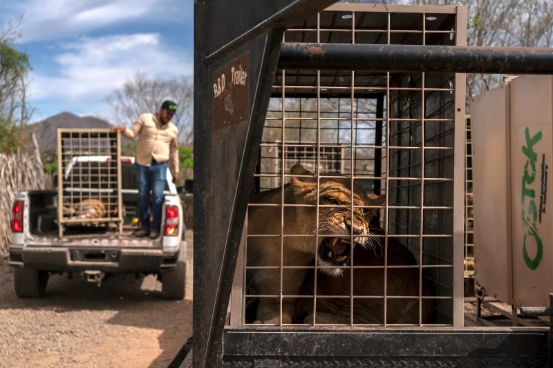 Even hippos, elephants and monkeys are fleeing bloody gang violence in Mexico’s Sinaloa province